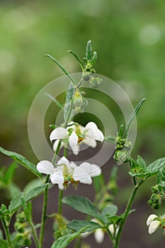 Chilean stinging nettle Loasa triphylla var. vulcanica with pending white flowers photo